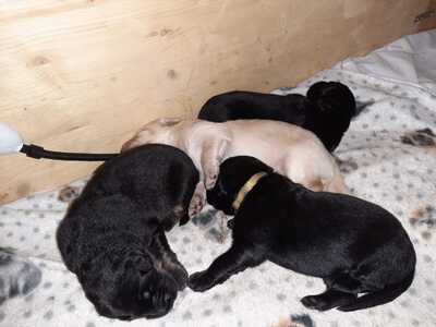 Mats Martin, Hovaward Welpen - Rüde