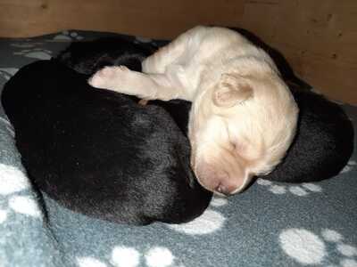 Mats Martin, Hovaward Welpen - Rüde