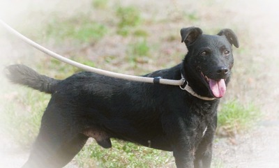 Matteus - ein sanfter Begleiter, Mischling - Rüde