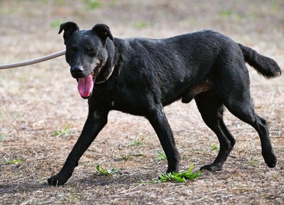 Matteus - ein sanfter Begleiter, Mischling - Rüde