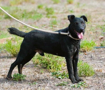 Matteus - ein sanfter Begleiter, Mischling - Rüde
