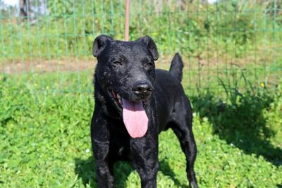 Matteus - ein sanfter Begleiter, Mischling - Rüde