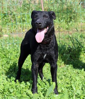 Matteus - ein sanfter Begleiter, Mischling - Rüde