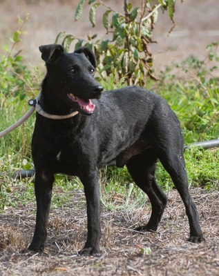 Matteus - ein sanfter Begleiter, Mischling - Rüde