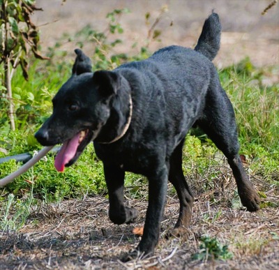 Matteus - ein sanfter Begleiter, Mischling - Rüde