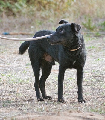 Matteus - ein sanfter Begleiter, Mischling - Rüde