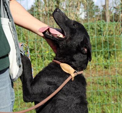 Matteus - ein sanfter Begleiter, Mischling - Rüde