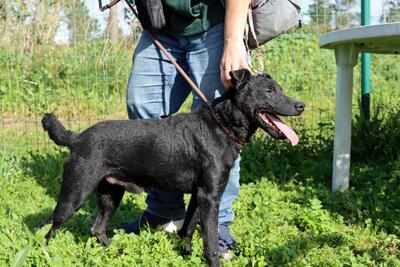 Matteus - ein sanfter Begleiter, Mischling - Rüde