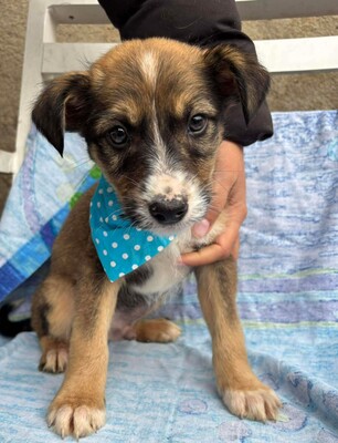 Matthias, Mischling Welpen - Rüde