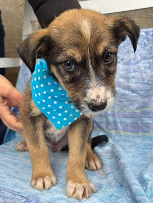 Matthias, Mischling Welpen - Rüde