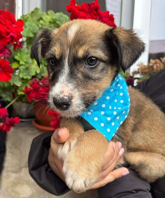 Matthias, Mischling Welpen - Rüde