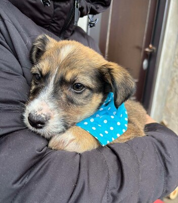 Matthias, Mischling Welpen - Rüde