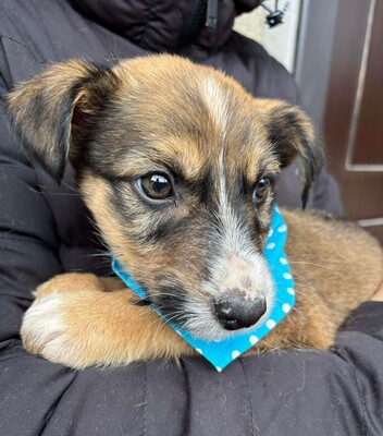 Matthias, Mischling Welpen - Rüde