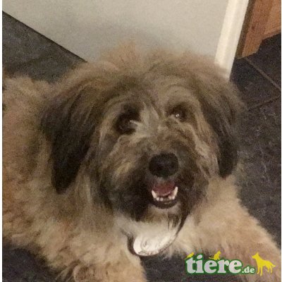 Maurice, Beardet collie - Rüde