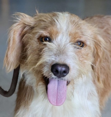 Mauricio, Mix - Rüde