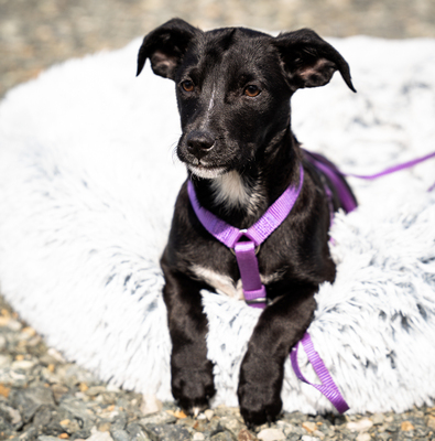 Mausi, mischling Welpen - Hündin