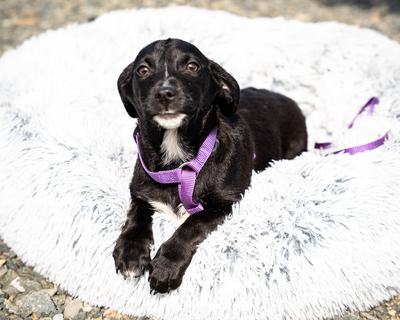 Mausi, mischling Welpen - Hündin