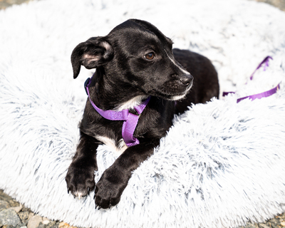 Mausi, mischling Welpen - Hündin