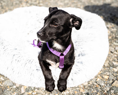 Mausi, mischling Welpen - Hündin