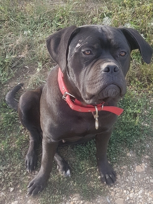 Mausi und Manfred, Cane Corso/ Labrador - Hündin