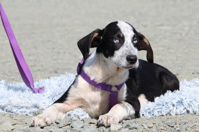 Mavi, Mischling Welpen - Rüde
