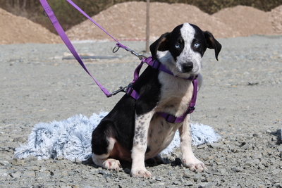 Mavi, Mischling Welpen - Rüde