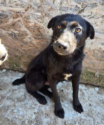 Mavie, Mix - Hündin