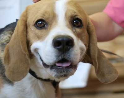 Max, Beagle - Rüde 1