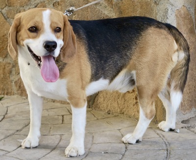 Max, Beagle - Rüde