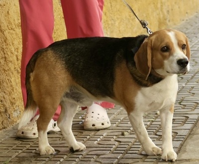 Max, Beagle - Rüde