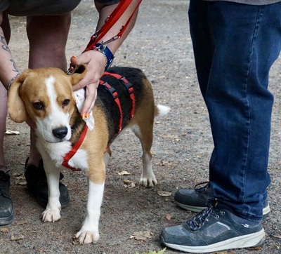 Max, Beagle - Rüde