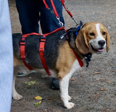 Max, Beagle - Rüde