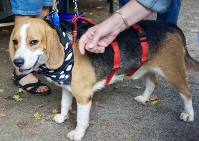 Max, Beagle - Rüde