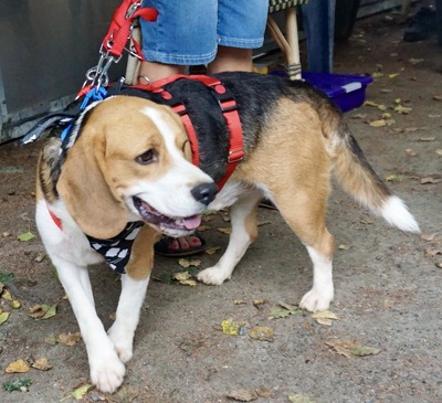 Max, Beagle - Rüde