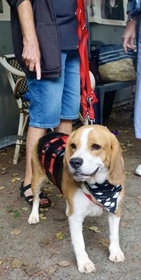 Max, Beagle - Rüde