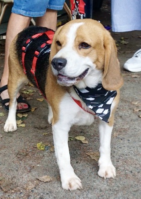 Max, Beagle - Rüde