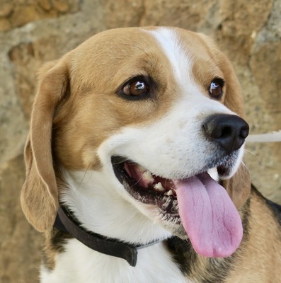 Max, Beagle - Rüde