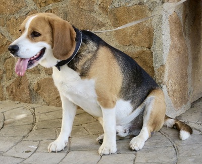 Max, Beagle - Rüde