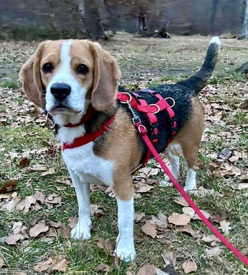 Max/Bexter, Beagle - Rüde