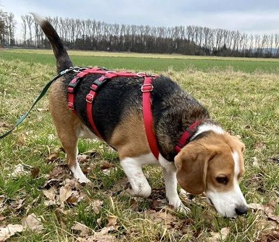 Max/Bexter, Beagle - Rüde