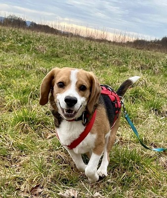 Max/Bexter, Beagle - Rüde