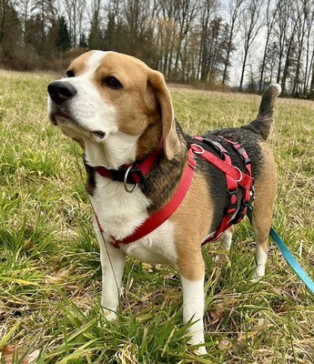 Max/Bexter, Beagle - Rüde