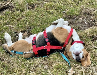 Max/Bexter, Beagle - Rüde