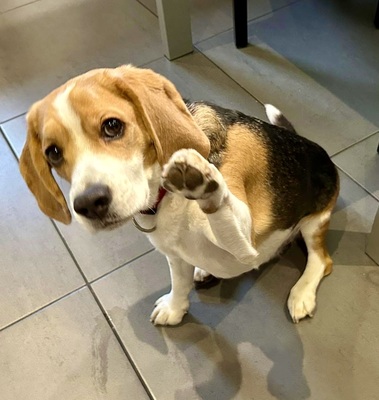 Max/Bexter, Beagle - Rüde