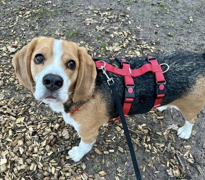 Max/Bexter, Beagle - Rüde