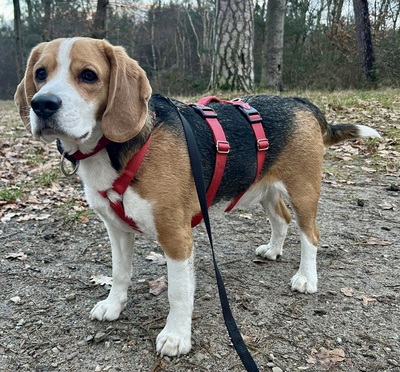 Max/Bexter, Beagle - Rüde