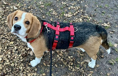 Max/Bexter, Beagle - Rüde