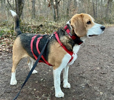 Max/Bexter, Beagle - Rüde