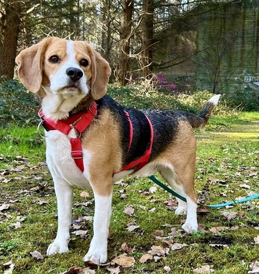 Max/Bexter, Beagle - Rüde