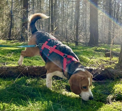 Max/Bexter, Beagle - Rüde